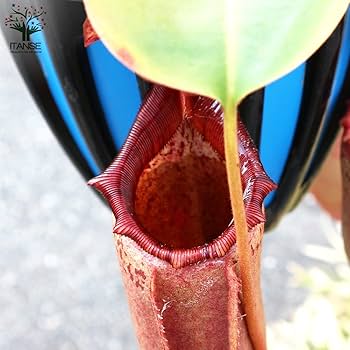 Amazon｜ネペンテス ビーチ赤ずきん×ローベン 5号吊り鉢【品種で